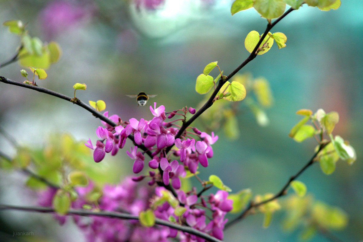 Juankar Hernandez tweet media