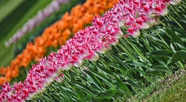 RomaWeekendIt's tweet photo. Un mare di tulipani multicolore: manca pochissimo all'apertura di #TuliPark, il giardino fiorito "u-pick" in stile olandese. Ecco cosa serve sapere per visitarlo  e goderselo al meglio --> https://t.co/WvtD4WvHKf https://t.co/XNSuj216oJ