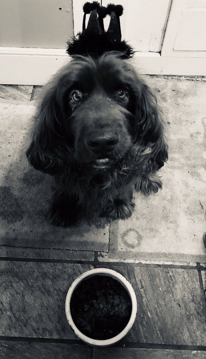 KatyDavies11's tweet photo. Happy 10th birthday to this gorgeous bestie, Bertie!! #gooddog #sussexspaniel #superpooch https://t.co/ZkBm6tuq2X