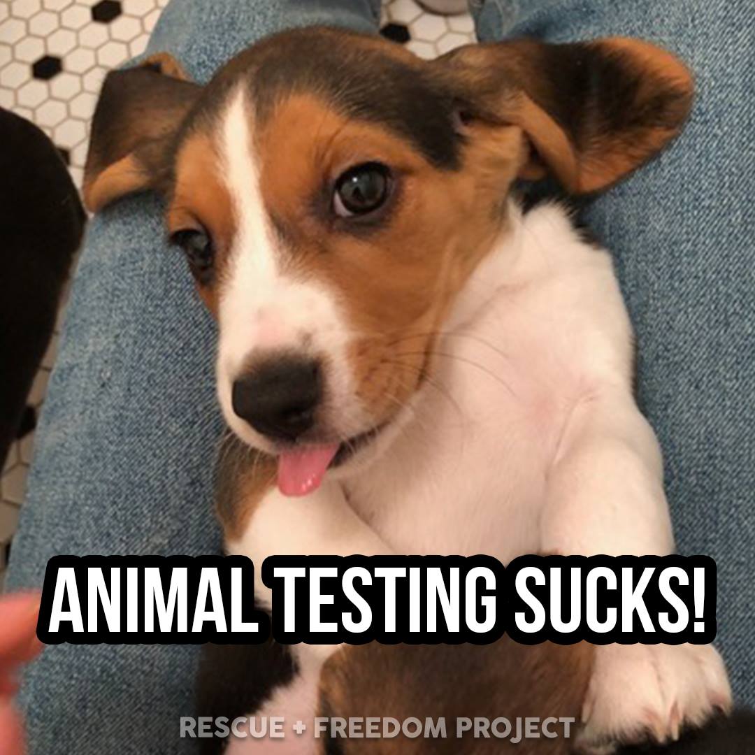 beaglefreedom's tweet photo. #AnimalTestingSucks! 🐰 https://t.co/F3kFSwnL5D