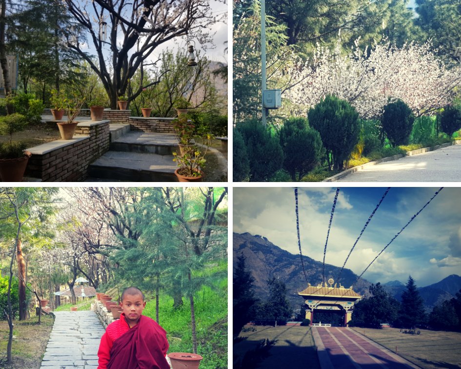 whatsupkamal's tweet photo. And so the spring buds burst, and so I gaze,
And so the blossoms fall, and so my days ...#incrediblehimalayas #incedibilehimachal  #IncredibleIndia #himachaltourism #naturelovers @gateway_nature https://t.co/HwD20iDL4s