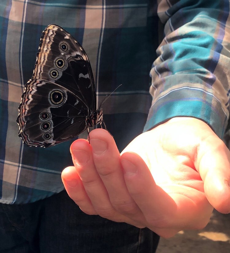 mister (@_heyitsmister_) on Twitter photo This butterfly landed on my finger and said, “man Approaching Land is *f i r e*, just wanted to let you know”
Heed the call of this majestic creature. smarturl.it/approachingland This butterfly landed on my finger and said, “man Approaching Land is *f i r e*, just wanted to let you know”
Heed the call of this majestic creature. smarturl.it/approachingland