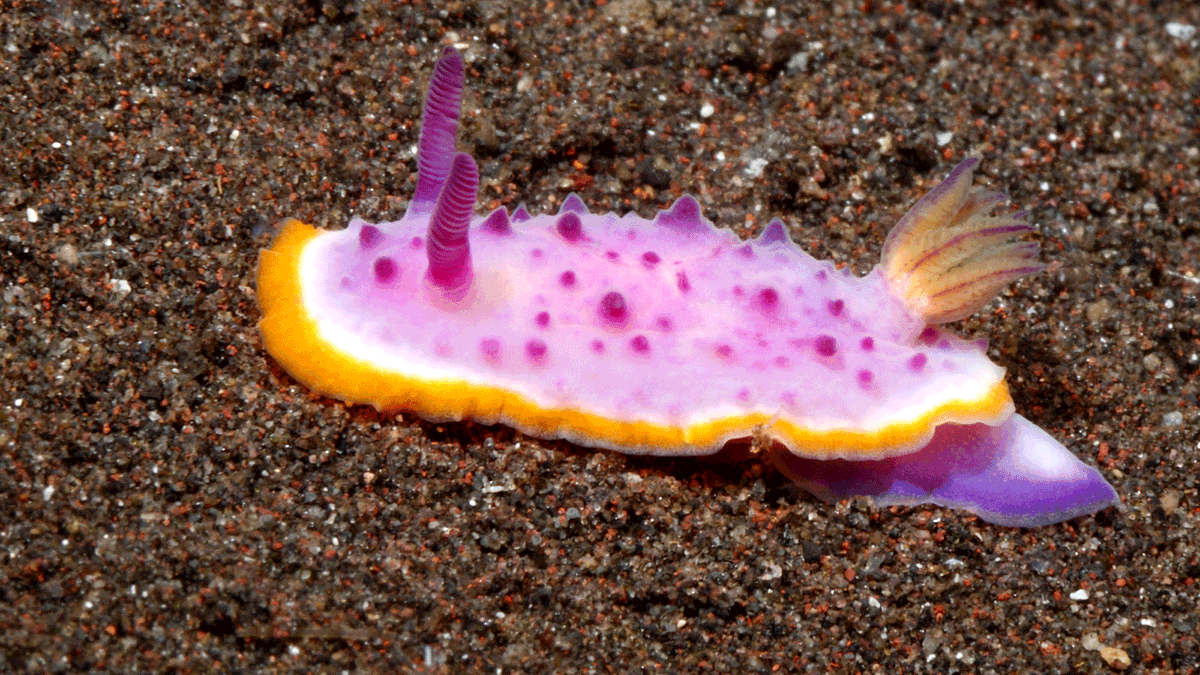 sarah_dietrick's tweet photo. I'm on twitter now! It's #myfirstTweet. Go ahead and welcome me: #SendNudis
#Nudibranch #Scuba #DiveResearch #NaturalProducts #MarineLife #SeaSlugs #WomenInScience #WomenInSTEM https://t.co/Edv1peXtSx
