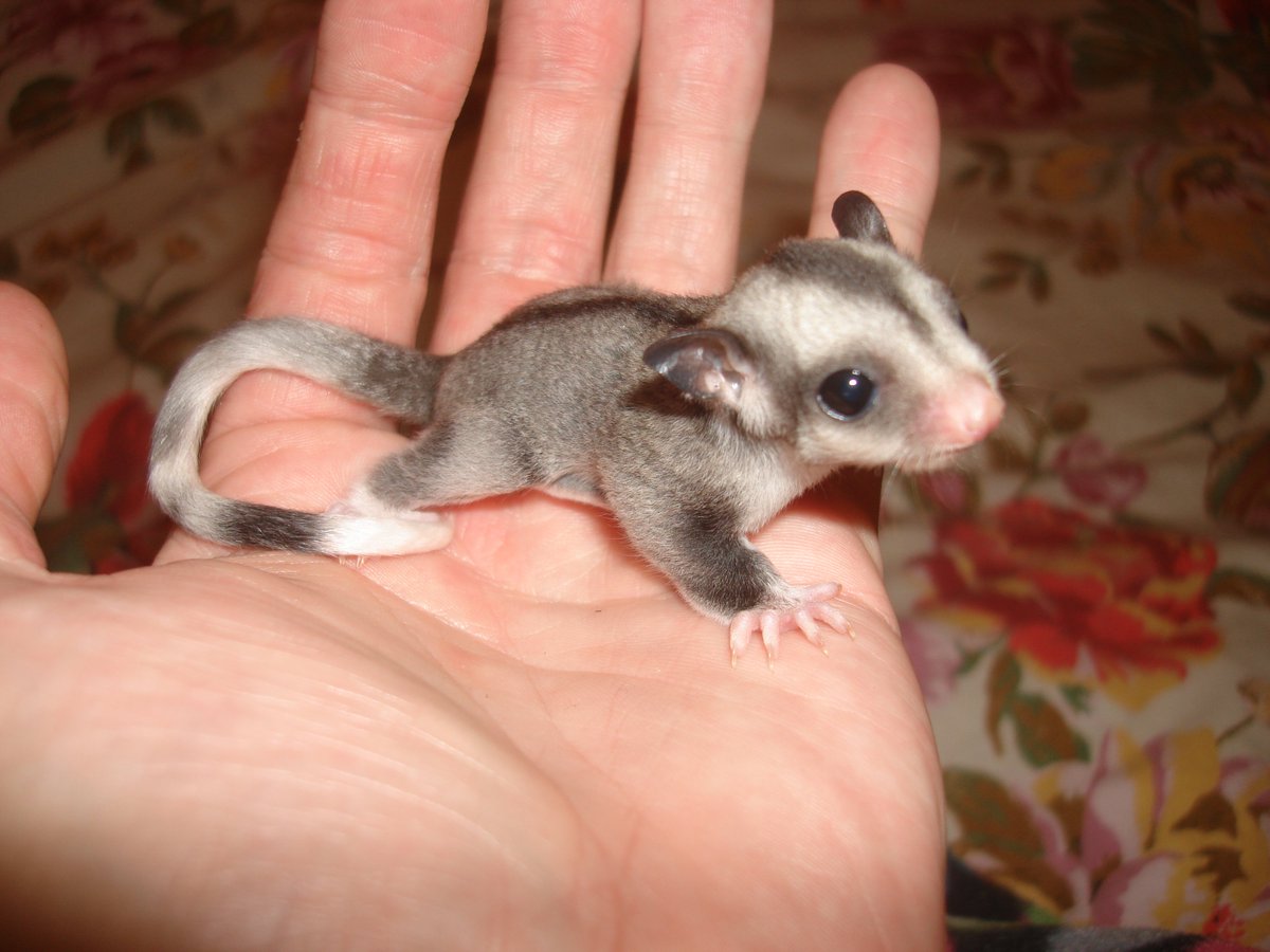 Baby Sugar Gliders