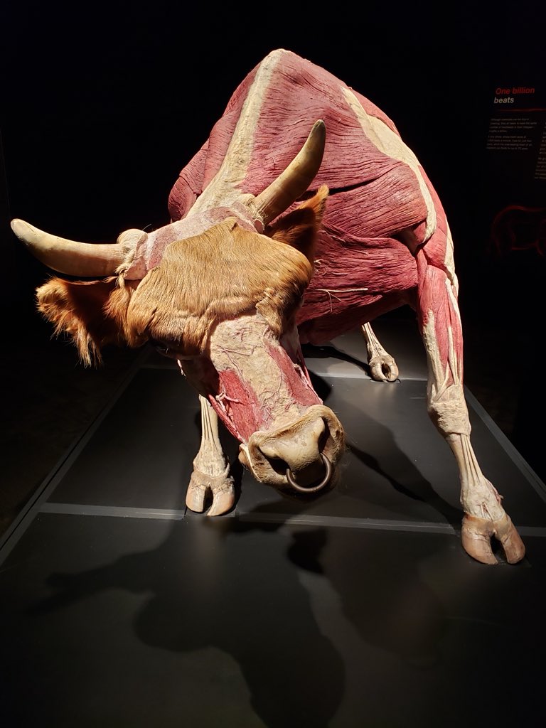 FarmfairInt's tweet photo. Woah, have you been to see #BodyWorlds #AnimalInsideOut @TWoSEdm yet? Catch it before March 31–there’s a bovine presence! #BullInsideOut https://t.co/tJ3gPqqJPJ