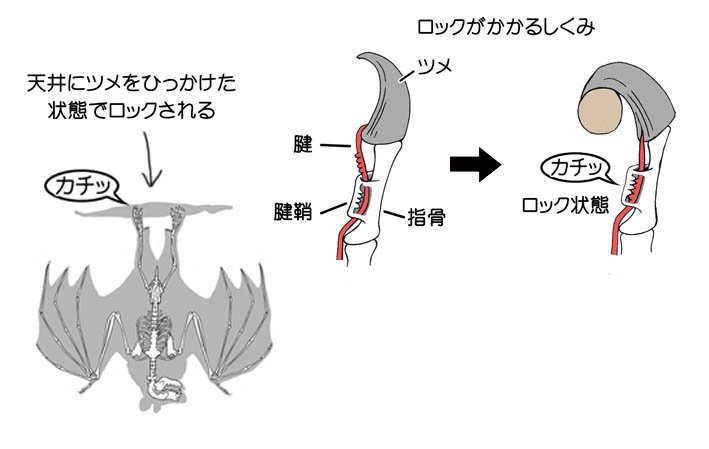 川崎悟司 歩く力もないほどの貧弱な後足をしたコウモリですが その後足で天井にぶら下がり そのまま眠ることもできる 実は後足には特殊な腱があって 後足の爪で天井をひっかけた状態でロックさせているので まったく力を使うことはない なので 死んだ