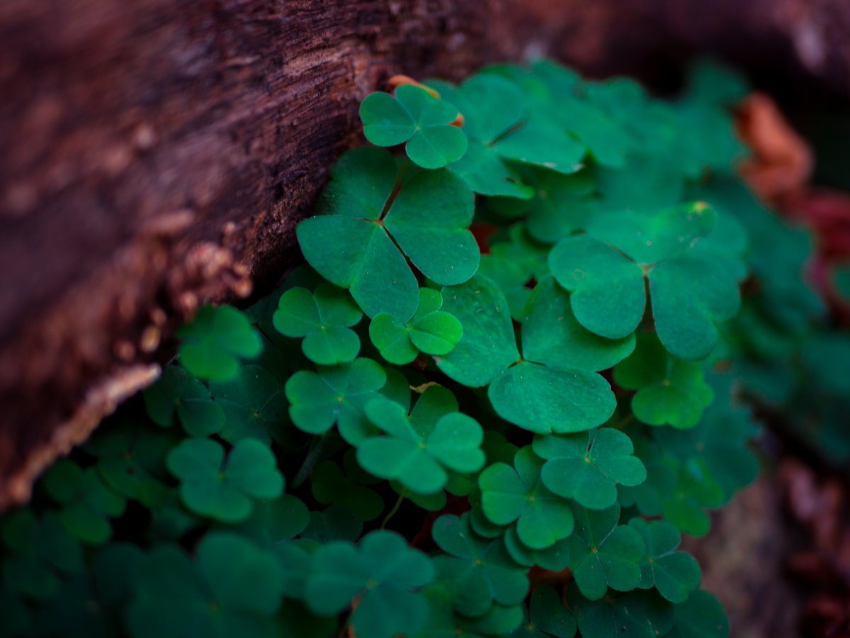 HelpFuneral's tweet photo. On this #manic #Monday we wish for you the luck of the #Irish! #Funeralhelp https://t.co/0O3aikTuSL