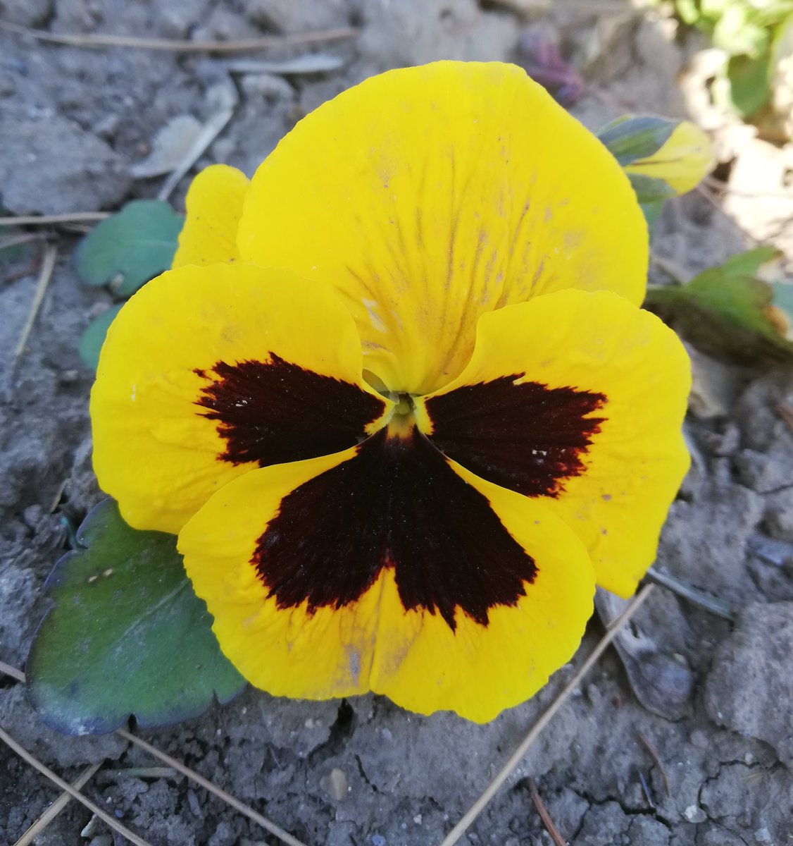 Dk8INdS6dMpBdJ5's tweet photo. #violet #flower #garden #photo #today #goodtime #yellowflower #yellowviolet #๐๐๐ https://t.co/IVNjbmb1YT
