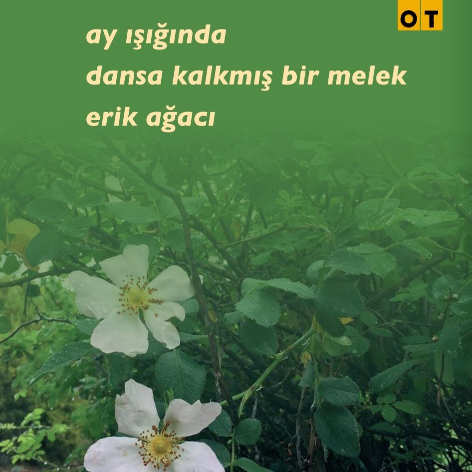 otdergi's tweet photo. ay ışığında
dansa kalkmış bir melek
erik ağacı... #Haikular
#OTdergi #Mart @guzmasal https://t.co/gNAGqtR962