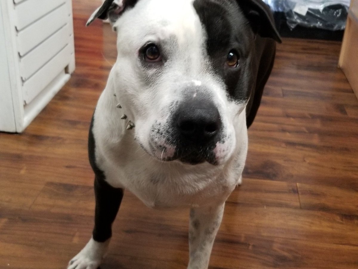 Behemyth815's tweet photo. @702Austin The Big guy #Zeus 😁😈 https://t.co/vss9fe1LBj