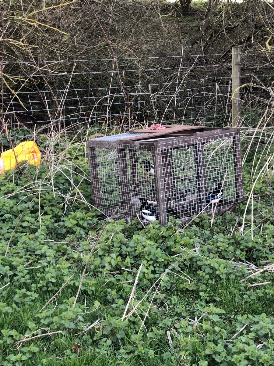 lesbashford's tweet image. Full house #vermincontrol #conservation #larsen #springtrapping #magpie #gamekeeping