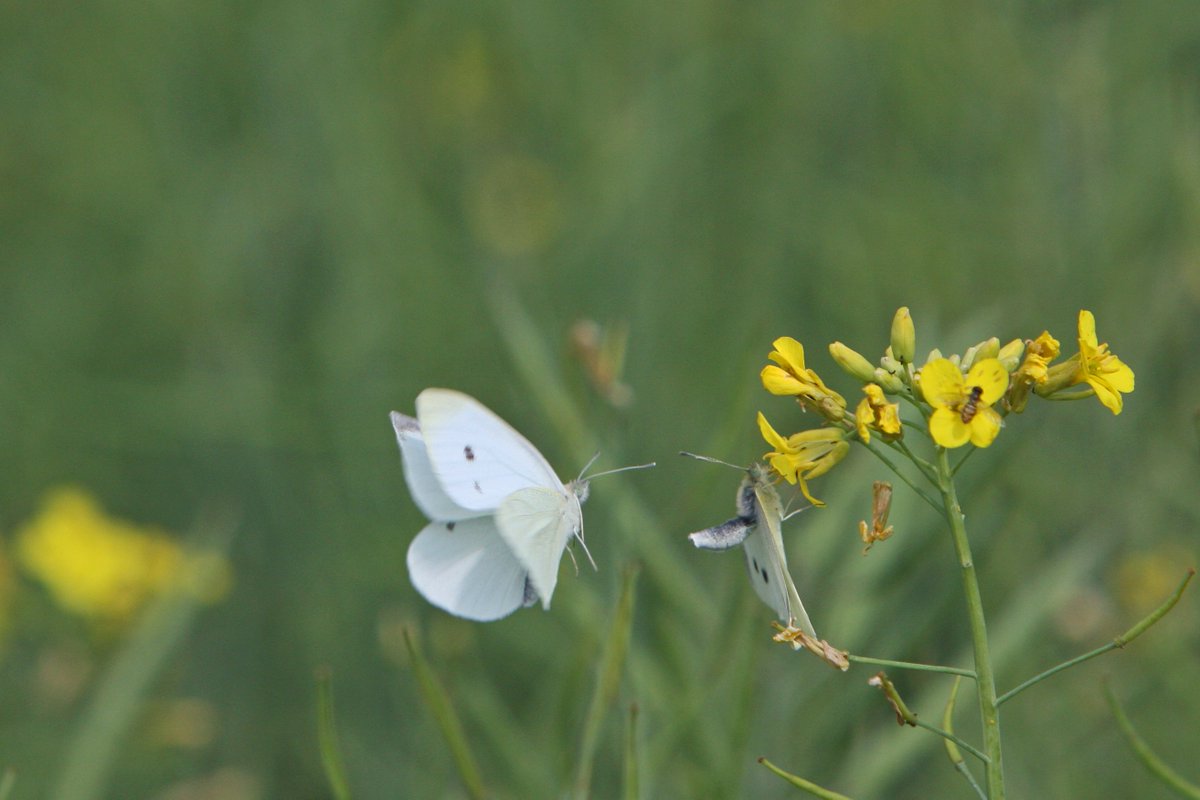 Emilie Snell-Rood (@snellroodlab) on Twitter photo Increased nitrogen availability in an agricultural enviro has led to evolutionary increases in N-based wing ornamentation & lower dependence of females on N-rich spermatophores. Excited this work w/ <a href="/AnneEspeset/">Anne Espeset</a> <a href="/megan_kobiela/">Megan Kobiela PhD</a> <a href="/ksikkink/">Kristin Sikkink</a> is finally out! academic.oup.com/beheco/advance… Increased nitrogen availability in an agricultural enviro has led to evolutionary increases in N-based wing ornamentation & lower dependence of females on N-rich spermatophores. Excited this work w/ <a href="/AnneEspeset/">Anne Espeset</a> <a href="/megan_kobiela/">Megan Kobiela PhD</a> <a href="/ksikkink/">Kristin Sikkink</a> is finally out! academic.oup.com/beheco/advance…