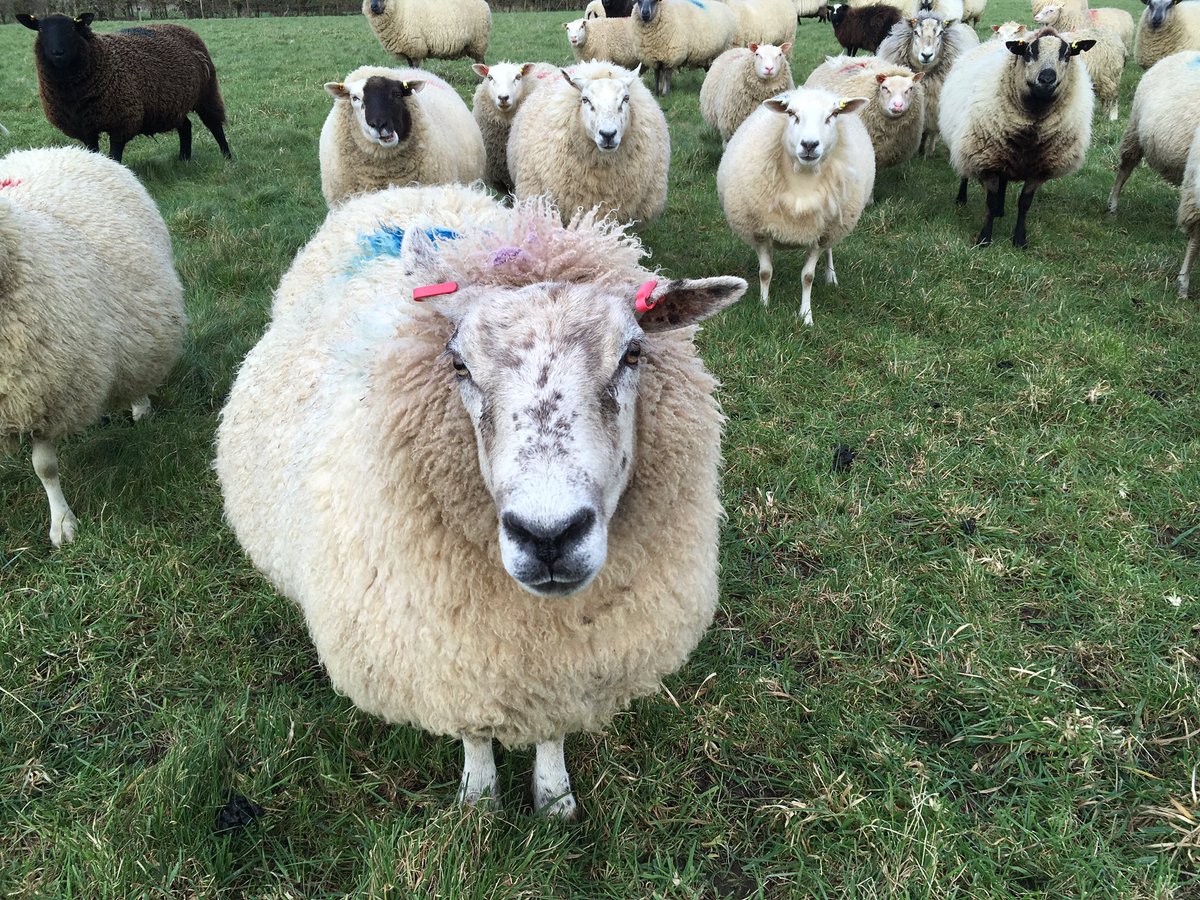 Lillady's tweet photo. Iβm afraid Iβm not picking her up any time soon for a re-make of the photo π 8 years apart! Once a bottle lamb... always a bottle lamb, Ben scanned for twins this year, bred every year since a ewe lamb including three triplets in her life #welshmule cross #texel #sheep365 https://t.co/ASoExDfcxH