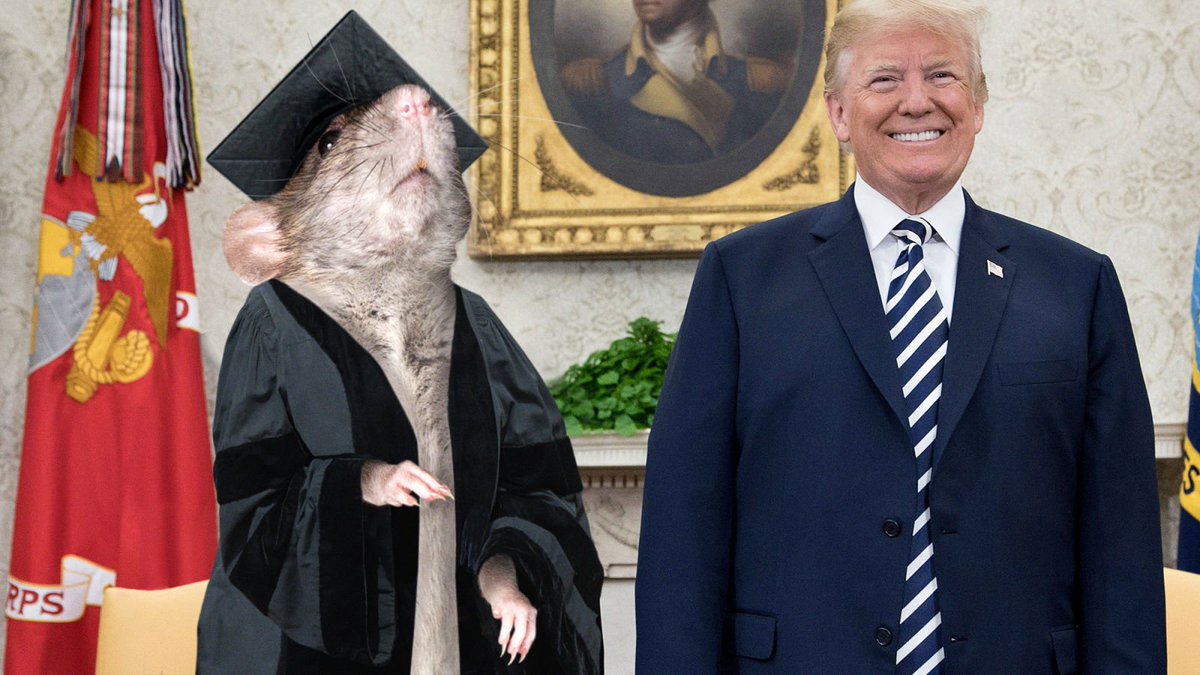 Patriots Rejoice! Donald Trump Has Appointed Professor Rat As The U.S. Secretary Of Fireworks trib.al/YEJ5Qer