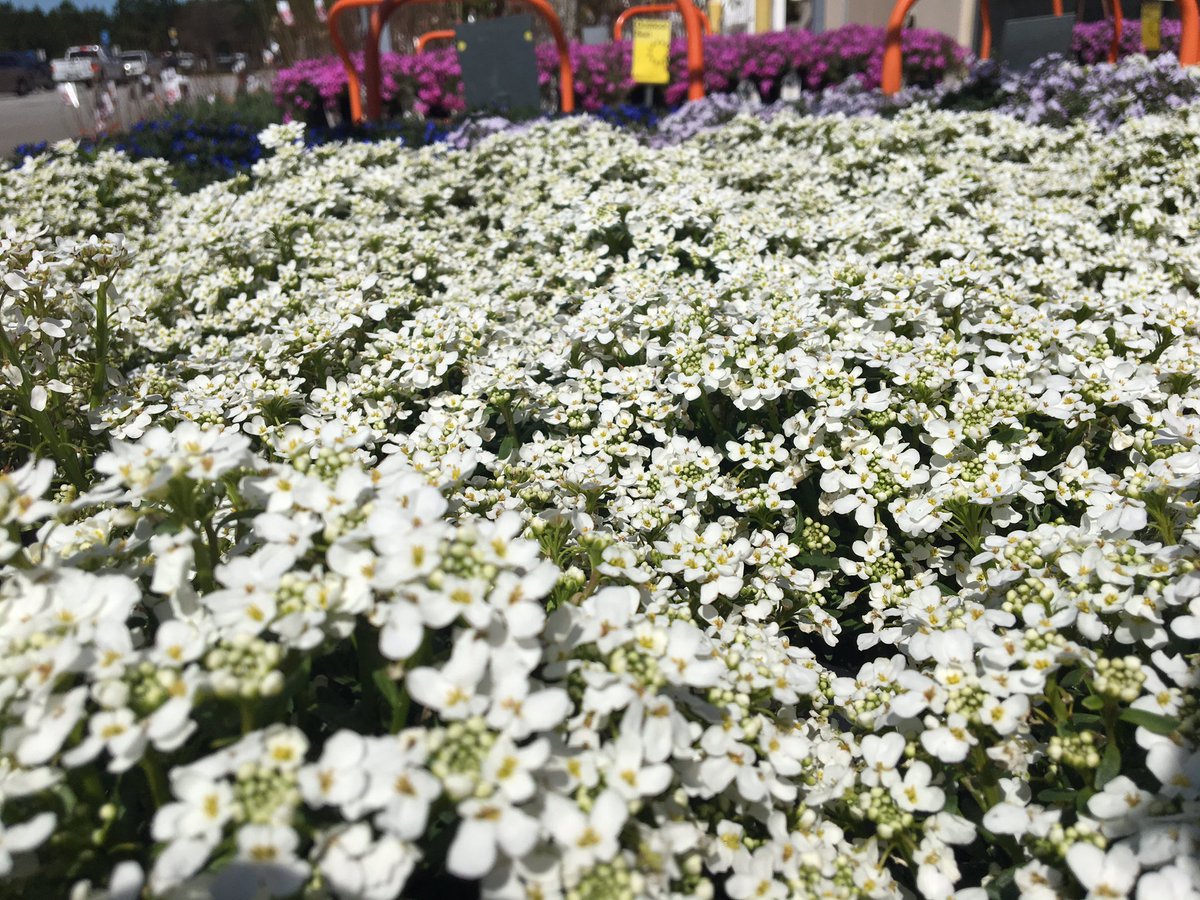 cvinson_pps's tweet photo. Sun is shining, gonna do some plating!   #springblooms #HD1774 https://t.co/MYMxCAGaHO