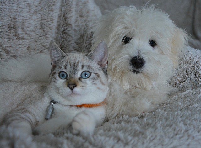 TimpAnimalHosp's tweet photo. Your dog may be allergic to your cat! https://t.co/EofCljaHoQ

#allergies #animalhospital #itchy https://t.co/UsYwNKAiof
