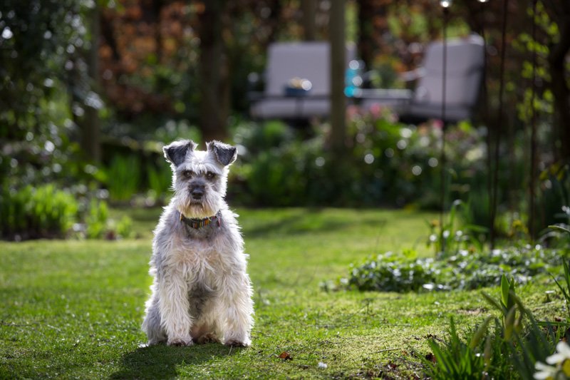 Blenkinandco's tweet image. Ideal for dogs, this perfect small house with a big garden. Dog walks from the front door and a superb dog friendly gastro village pub - half an hour north of York goo.gl/VGgXts #Yorkagent #Leavening #York #dogfriendly #dogwalks #Wolds #dogfriendly @TheJollyFarmers