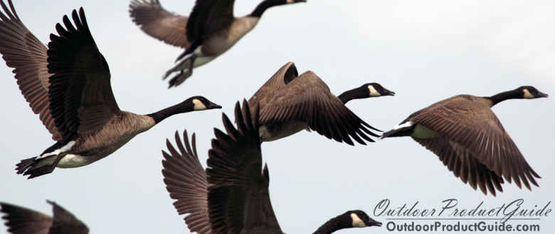 OutdoorProGuide's tweet photo. New Disease Strikes Ducks and Geese in Colorado

https://t.co/kn6ukaHUKk

#colorado #denver #geese #ducks #waterfowl https://t.co/cNdhv8FNiX