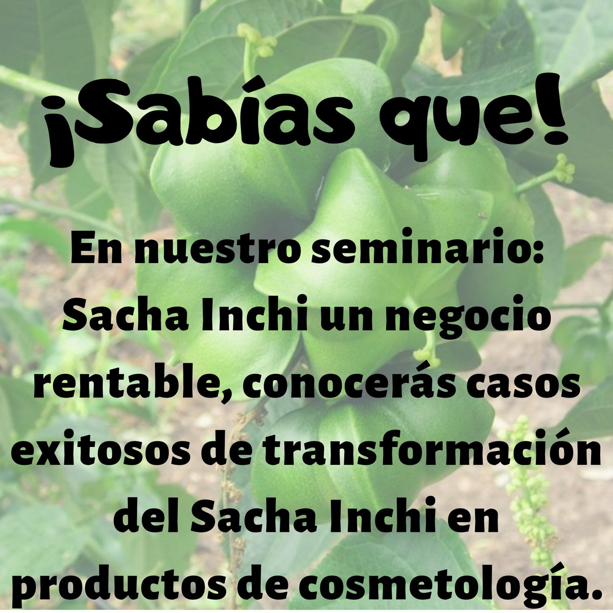 Últimos Cupos!!!!
Contáctanos
#AgriculturaBiodinamica
#fundacionHuellasAmbientales
#SachaInchi