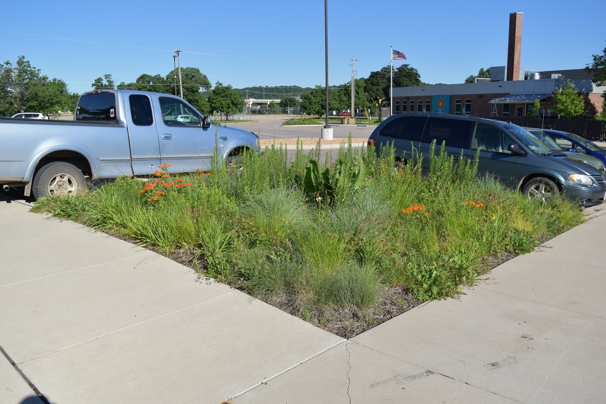 DustinDemmer's tweet photo. Sedges and grasses are the glue that holds many of our native #Midwest habitats together. Don't hesitate to load them into #garden #designs--we get a lot of great feedback on the aesthetics of designing 50% short sedges and grasses throughout gardens , w/masses of flowers within. https://t.co/5cA4toQ87Z