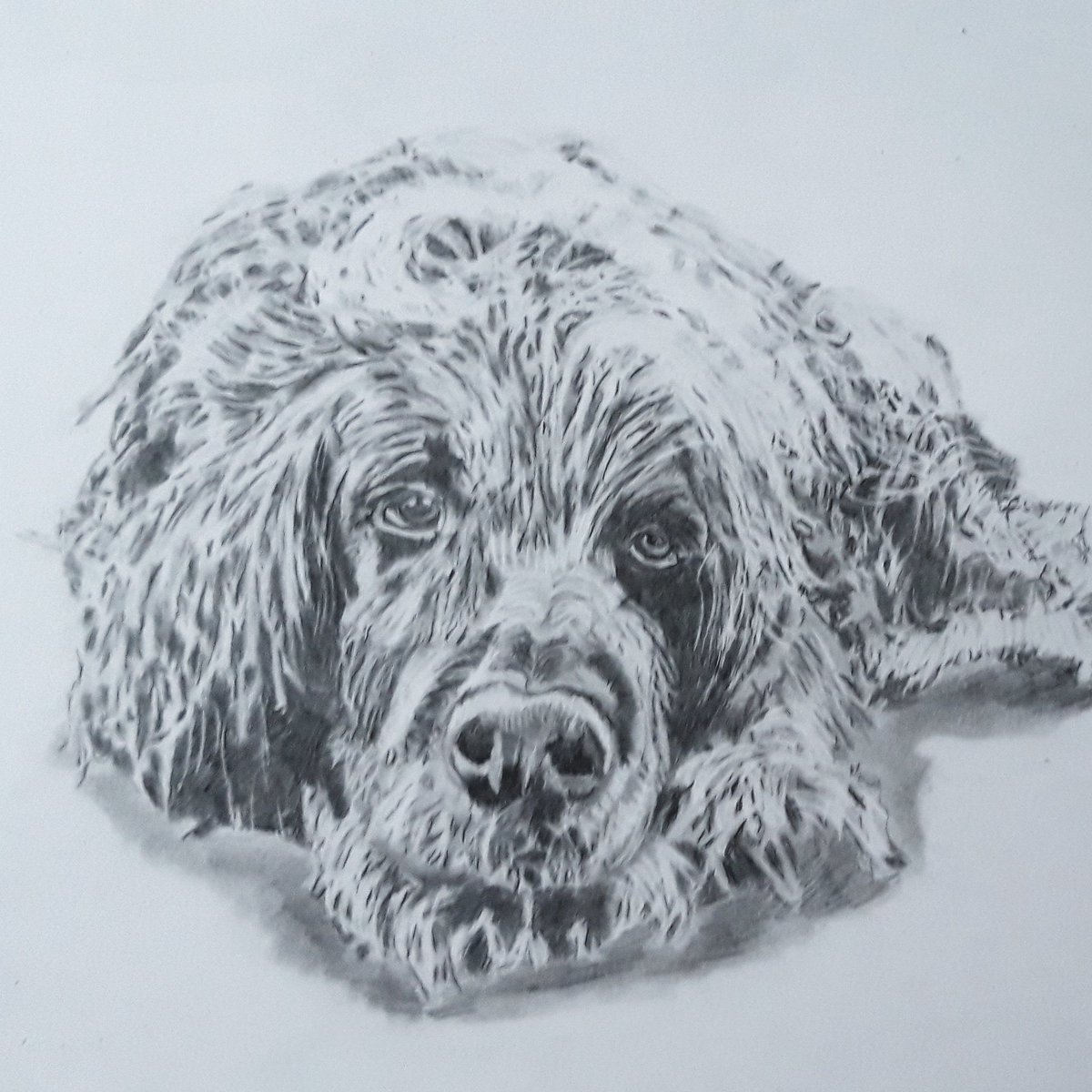 SeaGreySketches's tweet photo. #sketches #art #artist #portrait #blackandwhite #pencil #graphite #loveart #drawing #pencilportraits #pencilsketches #graphiteportraits #graphitedrawings #newtodrawing #newtoart #2Bgraphiteleads #AinStein #pentel #tombowmonozero https://t.co/8tofBXN8ei