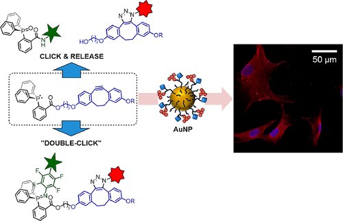 Dual #bioorthogonal #molecular_tool for #click-to-release and #double-click reactivity on #small_molecules and #material_surfaces @WorkentinChem  acspubs.co/oYjb30o5IWB