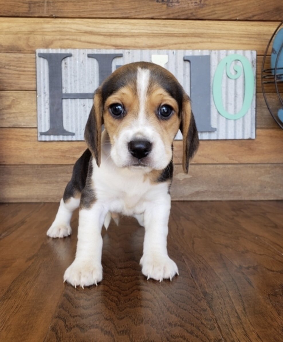 AaBerger9's tweet photo. I’d like you all to meet Dash, my new puppy! https://t.co/NYzkKgeeMR