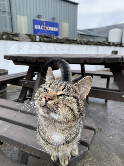 Distillery kitty (Peat!) at Kilchoman, increasingly deliciously day drunk at Bunnahabhain, a selfie from