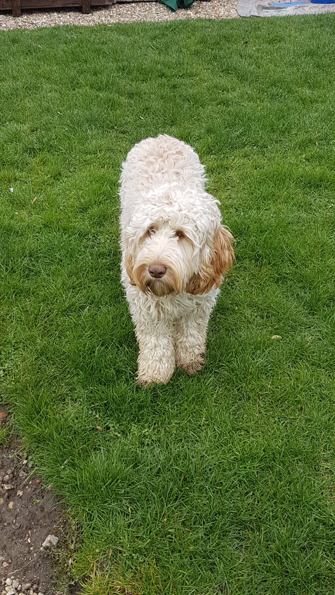 It's all happening in the garden, disguising the large container, 7 layers of paint removed from the telephone box ready for it's secret transformation!! Tropical House is bright and cheery!!  #dogfriendly #mondaythoughts #spring #visitlinconshire <a href="/explincolnshire/">Explore Lincolnshire</a> <a href="/Lincs_Gardens/">LincolnshireGardens</a>