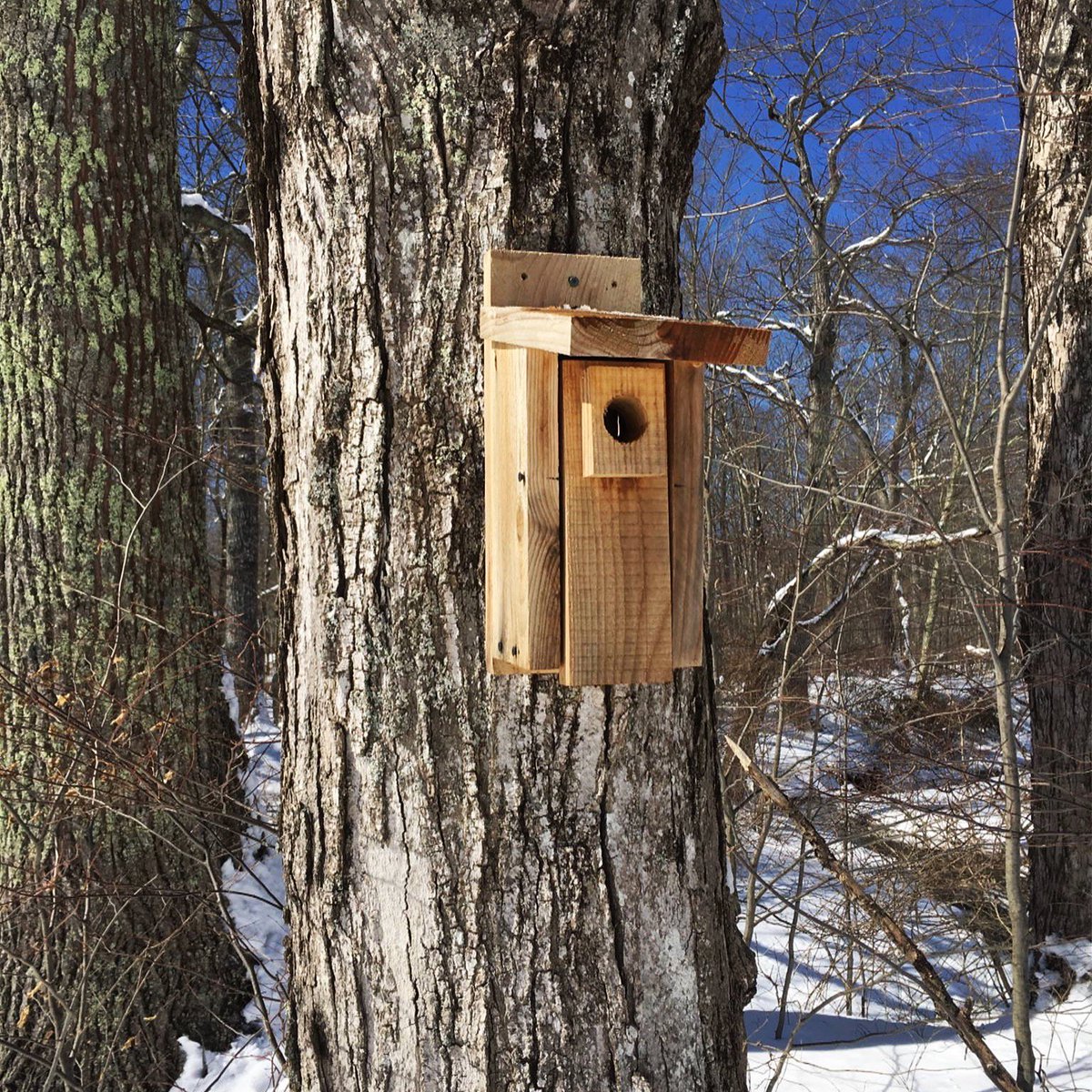 Ripley_ducks's tweet photo. Don't forget to pre-register for our birdhouse building event on March 23rd! Enjoy a tour of the Conservancy's birdhouses, plus a talk explaining where to place your birdhouse and how to attract a tenant. Please see our Facebook event for details and our pre-registration link. https://t.co/nlD26V0Jl3