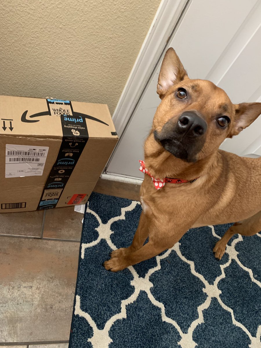 _bre_robertson's tweet photo. “Hey mom, is this my barkbox?” https://t.co/KXESOJoRr3