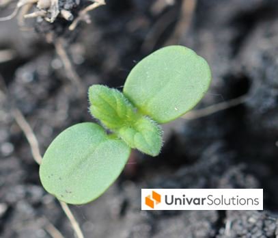 Follow our series “This Week in the World of Weeds” to learn more about a common weed with a square stem. Hemp-nettle
ow.ly/T8km30o5NlL