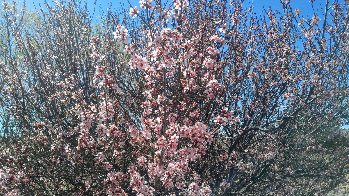 Big_Red_Rage's tweet photo. Can you see it? π Spring is here! πΈ Time to go to work! - Dino Pena
#bee #pollination #workinprogress #springtime #SantaRosa #NewMexico #RedFocusPhotography @KristenCurrieTV @JeannieNguyenTV @krqe_headlines @KRQEMark @krqegarate https://t.co/VZRJFpe5K6