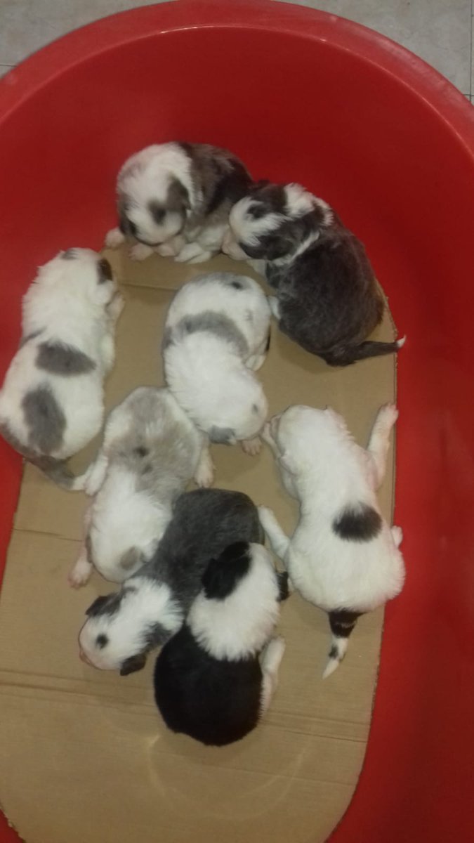 Se venden crías de Border Collien. Informacion al 699010464 (Luis)