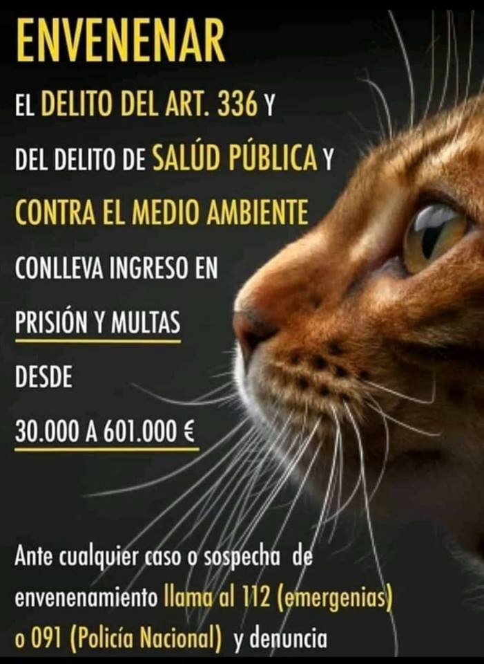 El Gato Paco tweet media