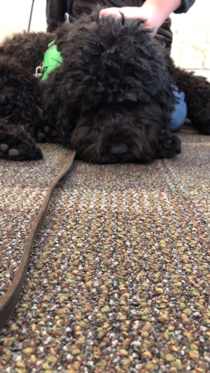 Saraarnesen2's tweet photo. Having a rough Monday? Earlier today we had therapy dogs in the Great Hall! Since my dog is back home in Norway, this is the closest thing I get🐶 #csubbb203_Spr19 https://t.co/f8WwjOZtfO