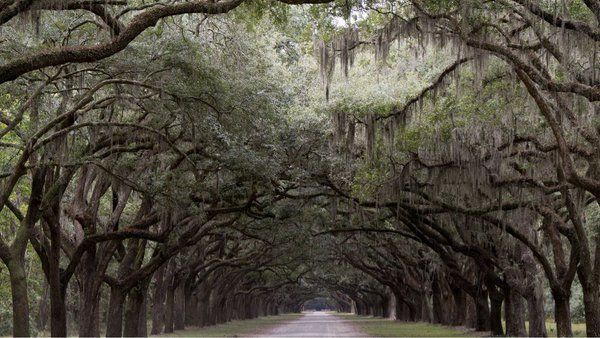 GAposts's tweet image. Savannah, Georgia