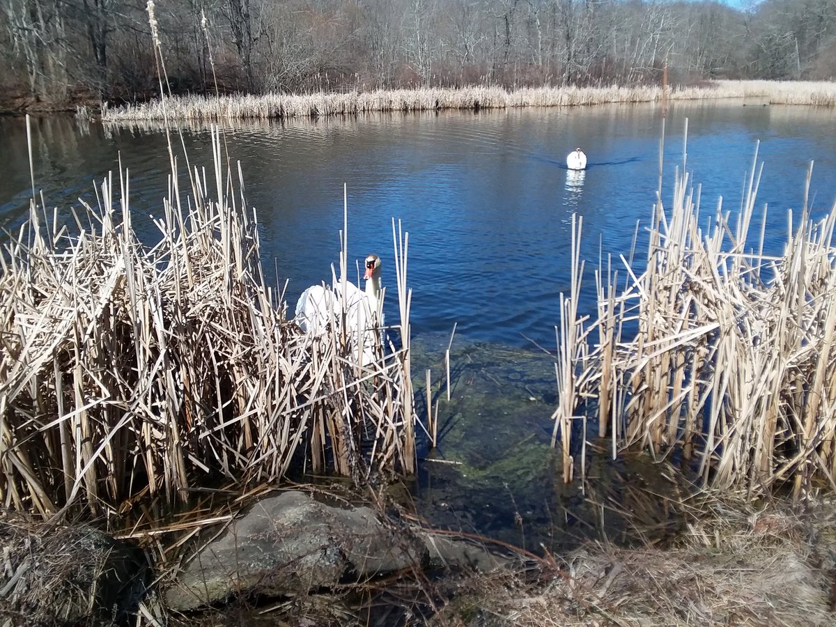 CathyRaemur's tweet photo. The swans were being sociable today #mounthopefarm https://t.co/0HvgdOqLNk