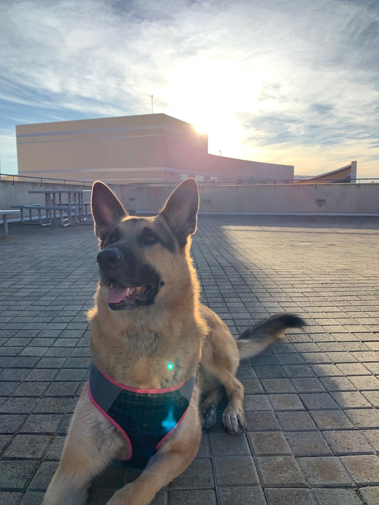 UCSDAdmissions's tweet photo. Happy Finals Week, Tritons! Sharing this cute doggo to get you through the week. Good luck! 🐶📚 #DogsOfUCSD https://t.co/NxkYg6HT8R