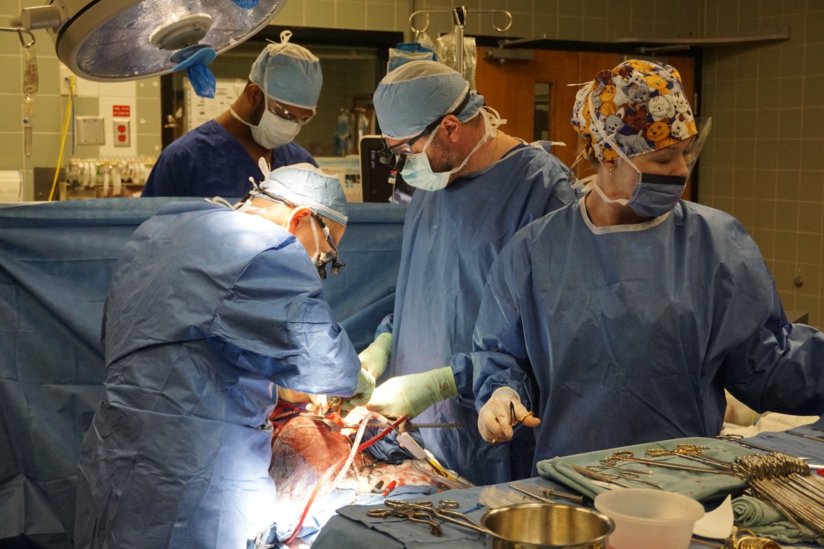 A very complex and exciting case of redo mitral valve repair. #CardiacSurgery #Cardiology #HeartSurgery #Hospital #MitralValve #MitralValveRepair #Redo #SurgeryOfTheDay #Medicine #Doctors  #Surgeon