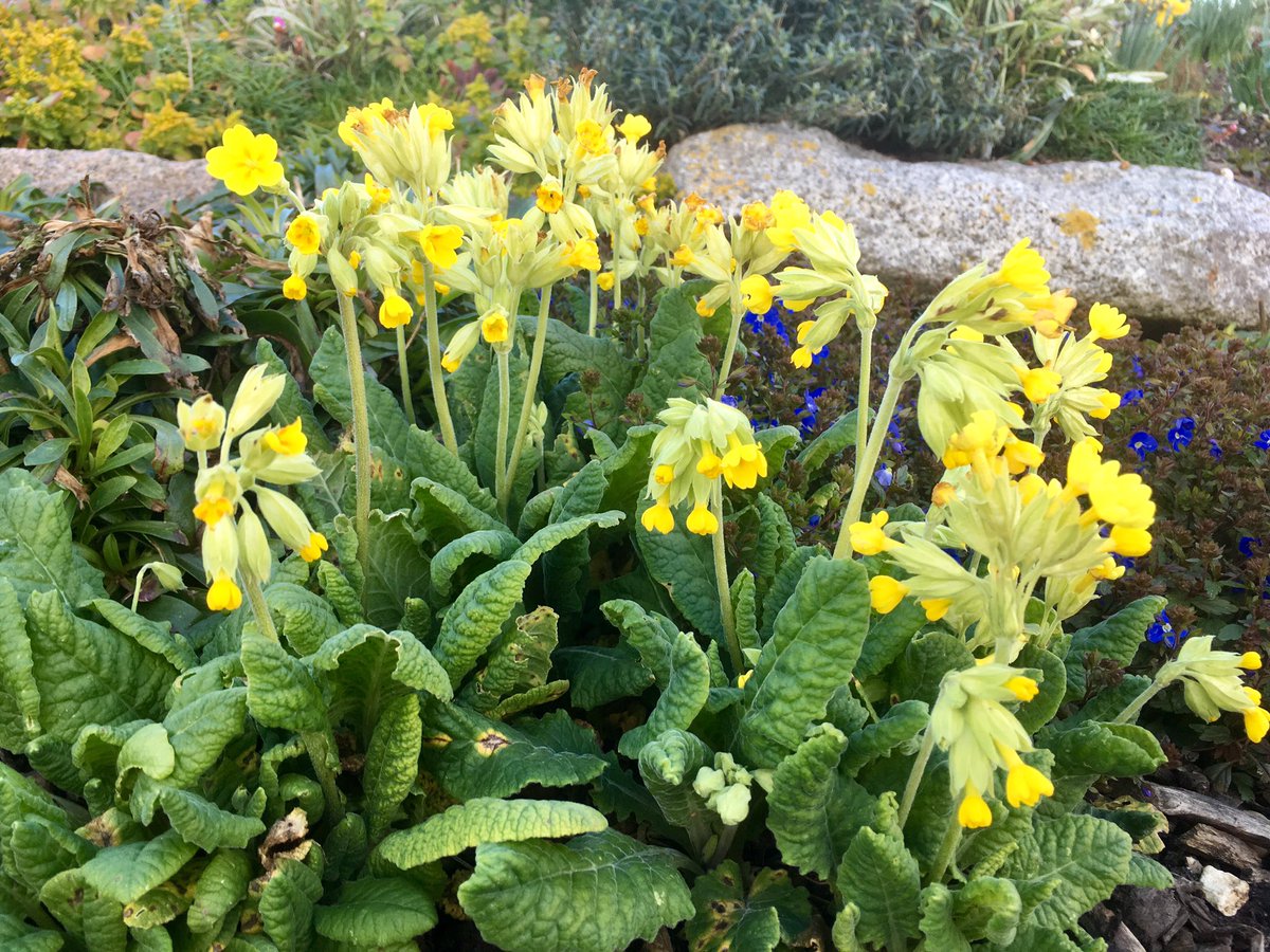 sandowncastle1's tweet image. Sandown Castle Community Garden Deal. Photos taken today @OurBloomNetwork @RHSBloom @CultivationSt @VisitDeal @Deal_Town @DoverDC @KentWildlife @deal_withit @kentlife @VisitEngland  @TalkItOutKent @Chris_Bavin @diamondhill2012 @SandwichInBloom