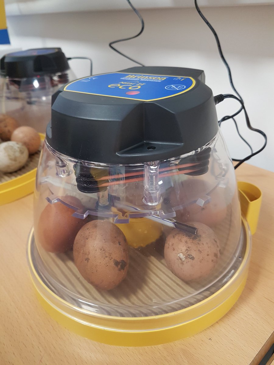 UnderbankPri's tweet photo. We are all so excited. Today we received 2 incubators &amp; some eggs. If we take good care of them, in a few days we should be welcoming gorgeous little chicks. We can't wait. 🐣🐤🐣 https://t.co/AEMhS9IYqL