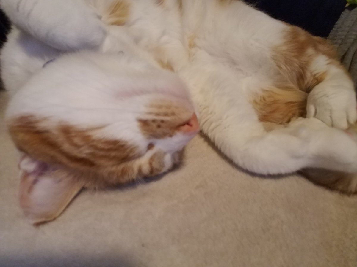 LopesJesseca's tweet photo. My cat gave out this obnoxious meow/yowl, dropped to his side, stuck his nose in his own empty ball sack &amp; then gave me the open mouth shocked look . . .
Good thing he's cute. #boycat https://t.co/znJKiN59H9