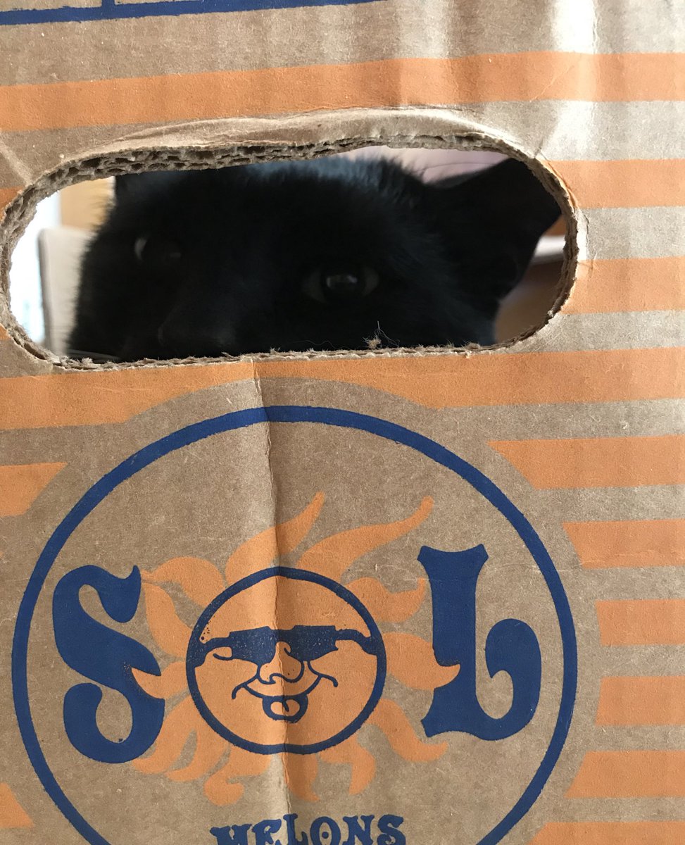 “Only those who know the secret password may enter the box of Sol.” #CatsOfTwitter
