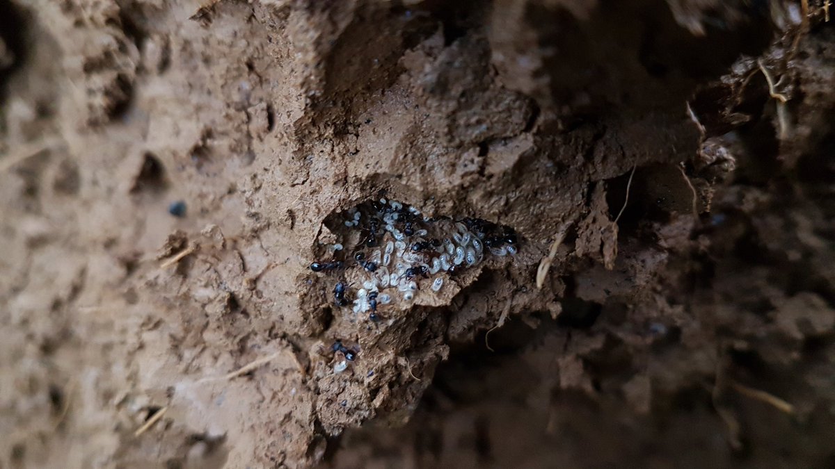 Barbie_Agro's tweet photo. "Pour apprendre quelque chose aux gens, il faut mélanger ce qu'ils connaissent avec ce qu'ils ignorent. "(P.Picasso)
Oeufs de fourmis, de limaces et de vers de terre c'est que le GIEE SOL UNION a découvert en TDP ajd. #Profildesol #CA52 #HauteMarne #Agriculture #Biodiversité https://t.co/KXh8CqOR1s