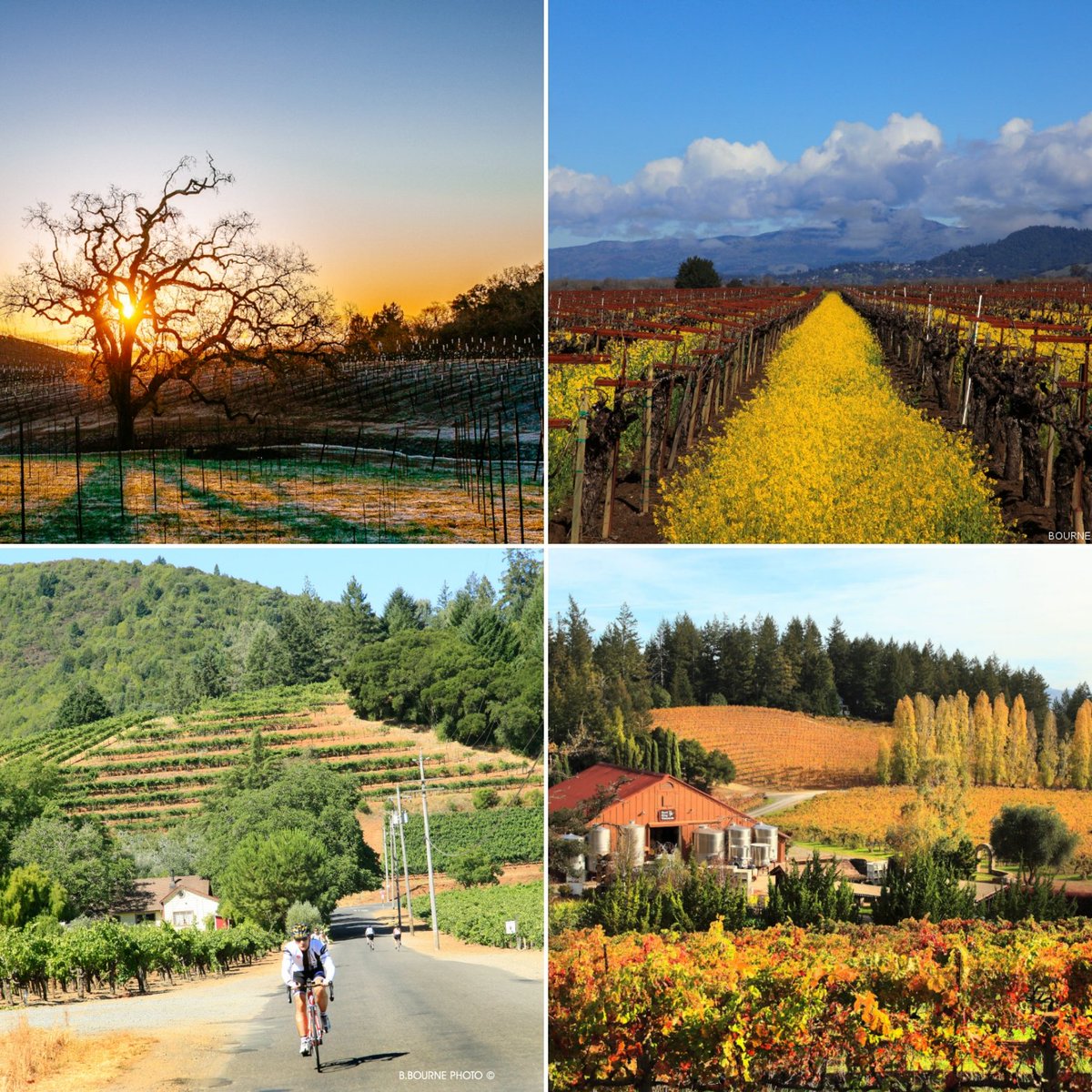 sonomavintners photo