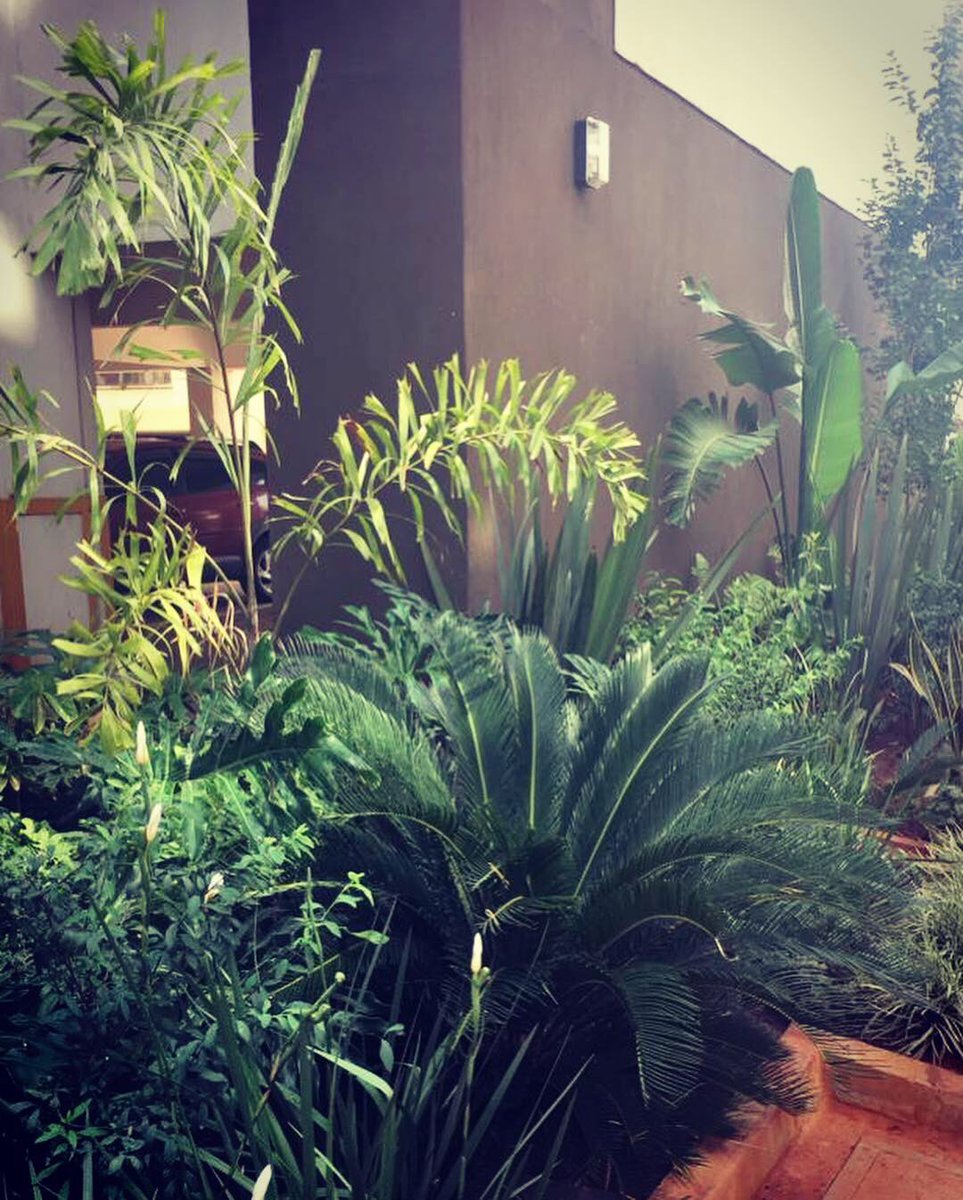 Emma999Too's tweet photo. I totally love my hustle, watching them grow and thrive gives me immense pride and joy. 
#GreenerCleanCities
#GreenerCleanCitiesKe
#PrimeHomesAndGardensLtd https://t.co/gzdhuiBNyq