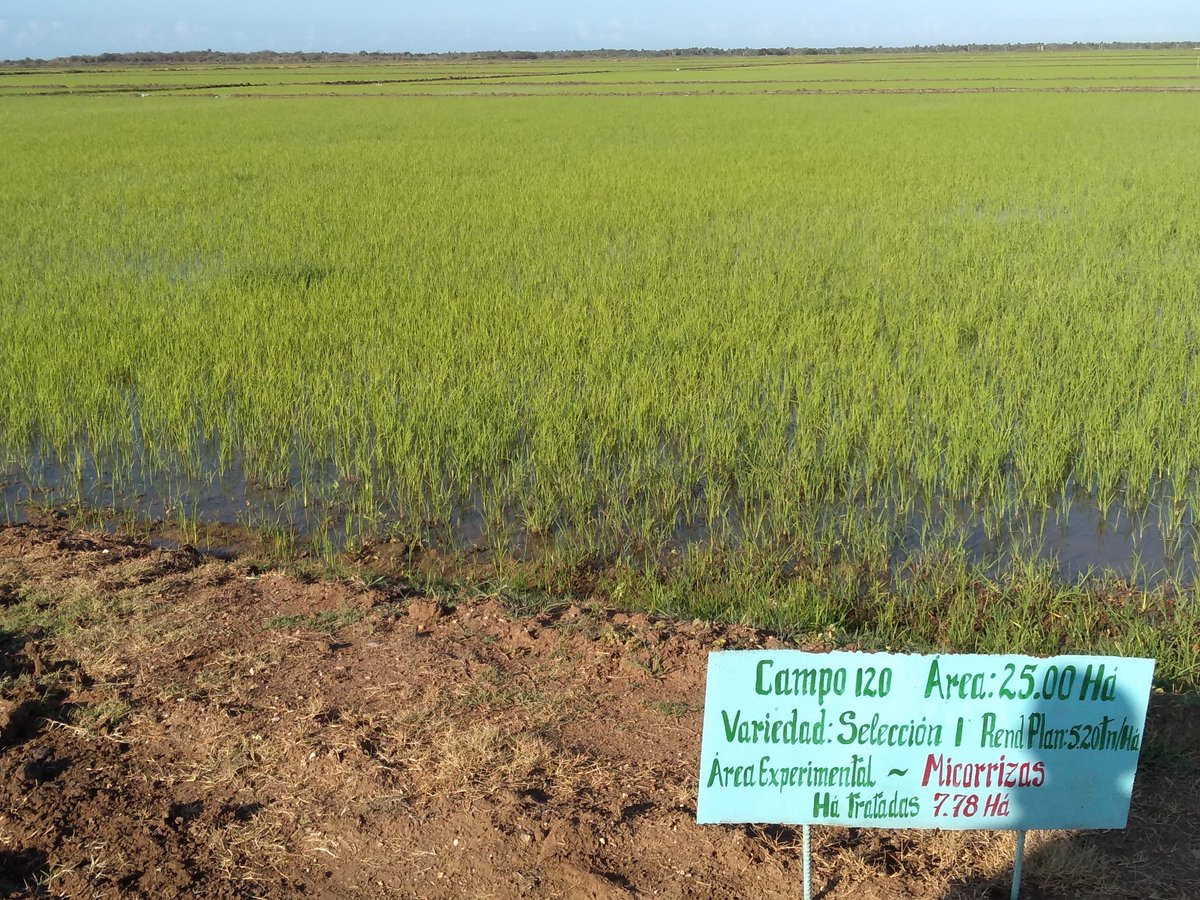 AleMirandaC74's tweet photo. Capacitan nuestros @Uctb_LP_INCA investigadores a productores y directivos de la Empresa Agroindustrial de Granos Sur del jíbaro en el uso de nuestro bioproductos #Azofert y #Ecomic en el arroz https://t.co/196krKLIzb