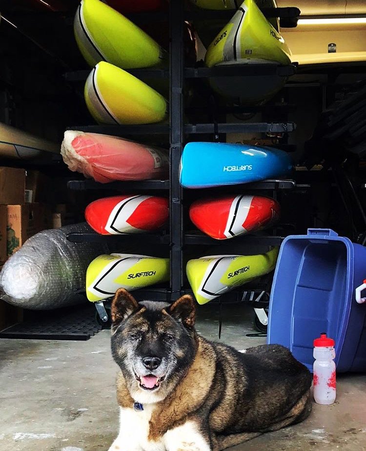 SurftechUSA's tweet image. A Good Boy protecting our prized possessions -- #BARKboards 📷: Oceans Prone
-
-
#Surftech #TheArtOfTech #PronePaddling