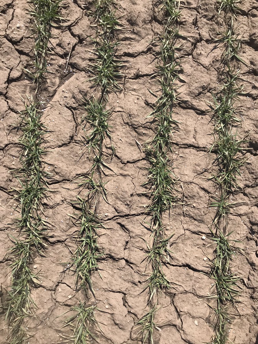 KSUWheat's tweet photo. 30 vs 90 lbs/acre of @KsWheatAlliance Zenda sown late October near Hutch showing differences In canopy development. Hey @AgronomyDavid we are continue that project of yours @KStateAgron @KansasWheat https://t.co/1OjTMUETdg